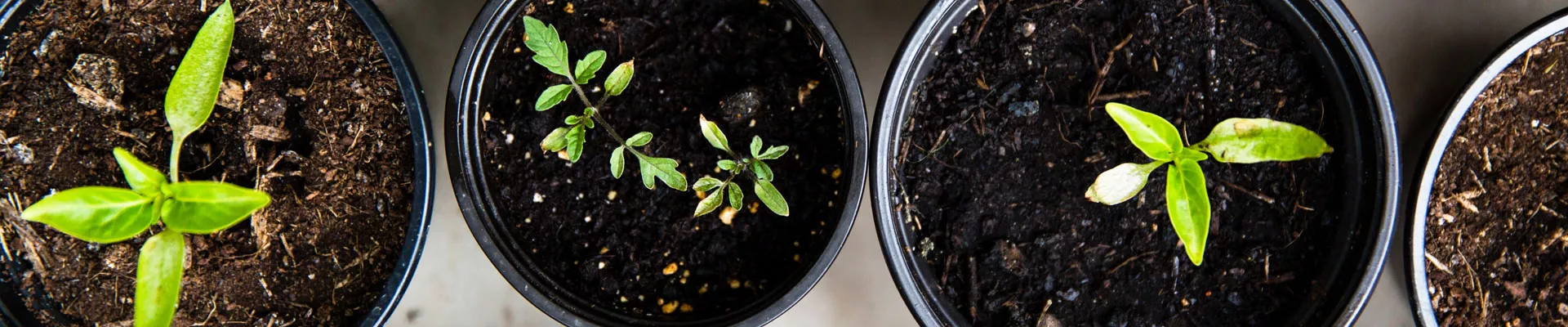 soil for young plants